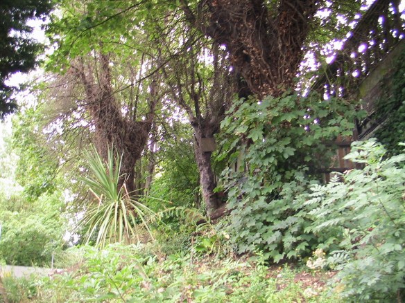 New Leaf West Dulwich railway bank