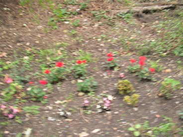 pelargonium bank at West Dulwich