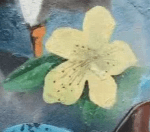 waterlily Nymphaeaceae