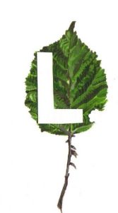 new leaf logo w. stalk