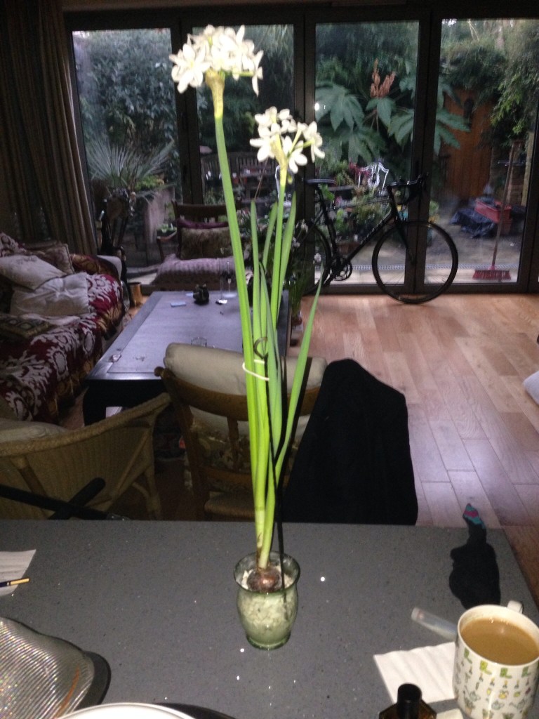 paperwhite narcissus
