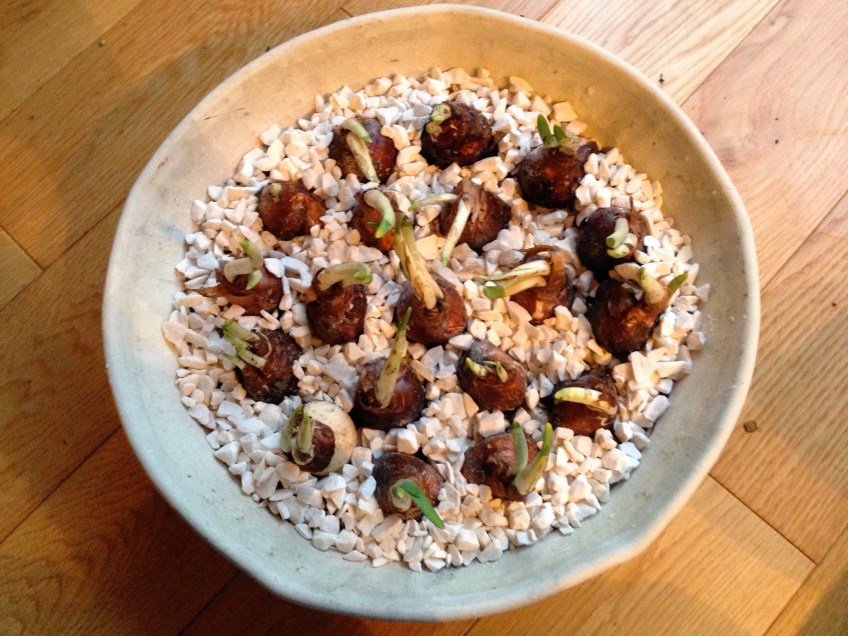 paperwhite narcissus