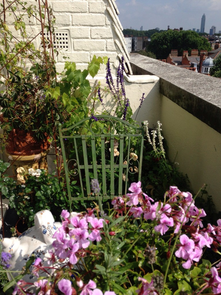 Pelargonium, rose & salvia on a tiny terrace.