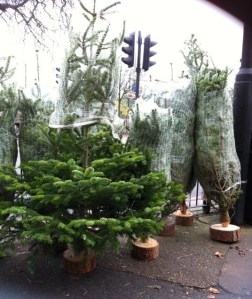 selling Christmas trees Dec 2013 outside the New Leaf shop by the traffic lights. This year we will be selling trees again – same place starting Friday 21st November, from £20
